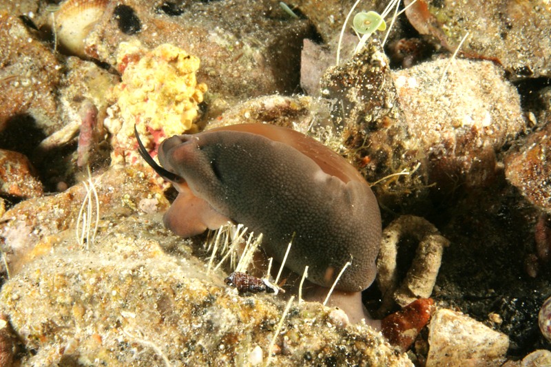 Luria lurida (Linnaeus, 1758)